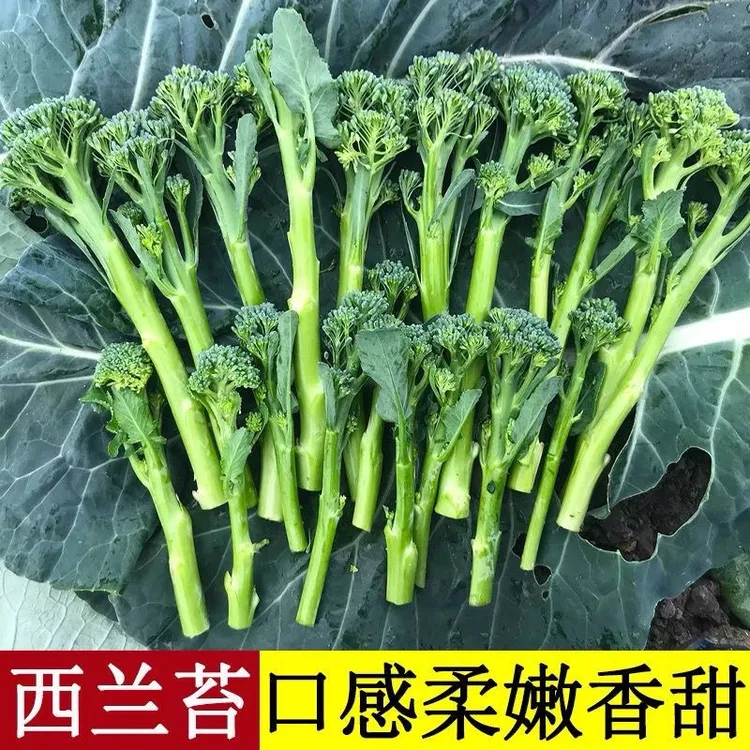 兰花苔西兰苔新鲜蔬菜蓝花小西兰非芥兰菜菜心甜杆西兰花农家自种