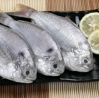 神泉港肉昌鱼5斤装