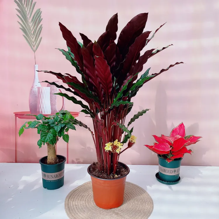 盆栽紫背竹芋青松大苗盆栽A级原盆原土发货耐阴文昌竹绿植室内