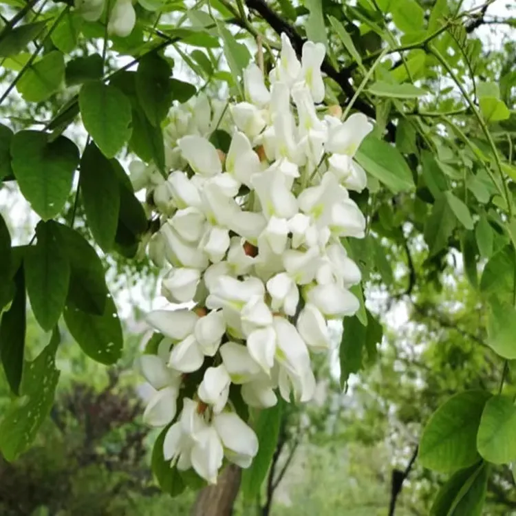 洋槐花树苗盆栽可食用洋槐树白色刺槐树苗庭院耐寒地栽香花槐树苗