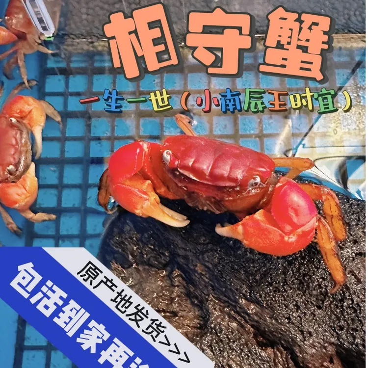 相手蟹宠物蟹观赏性耐活相守蟹招财蟹小朋友宠物桌面活体金鱼爬宠