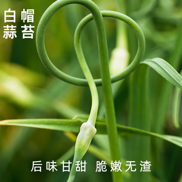 2025白帽新鲜蒜苔蒜苗蒜毫应季蔬菜生鲜农家自种嫩蒜苔白苞蒜薹