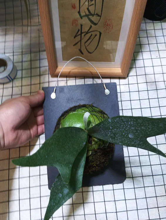 二岐鹿角蕨 鹿角蕨 新奇植物