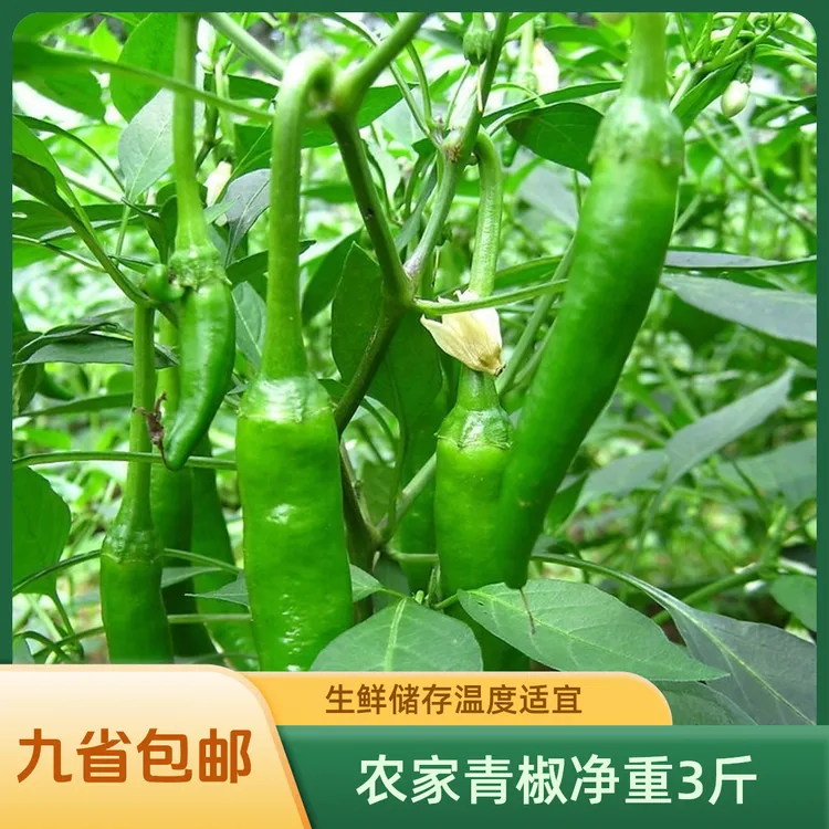 农家青椒（九省包邮:江西江苏广东福建上海安徽湖南湖北浙江