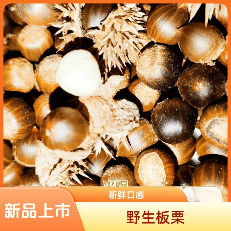 油乡橙赣南野生新鲜米锥栗山货坚果小板栗（坚果好吃难剥皮）