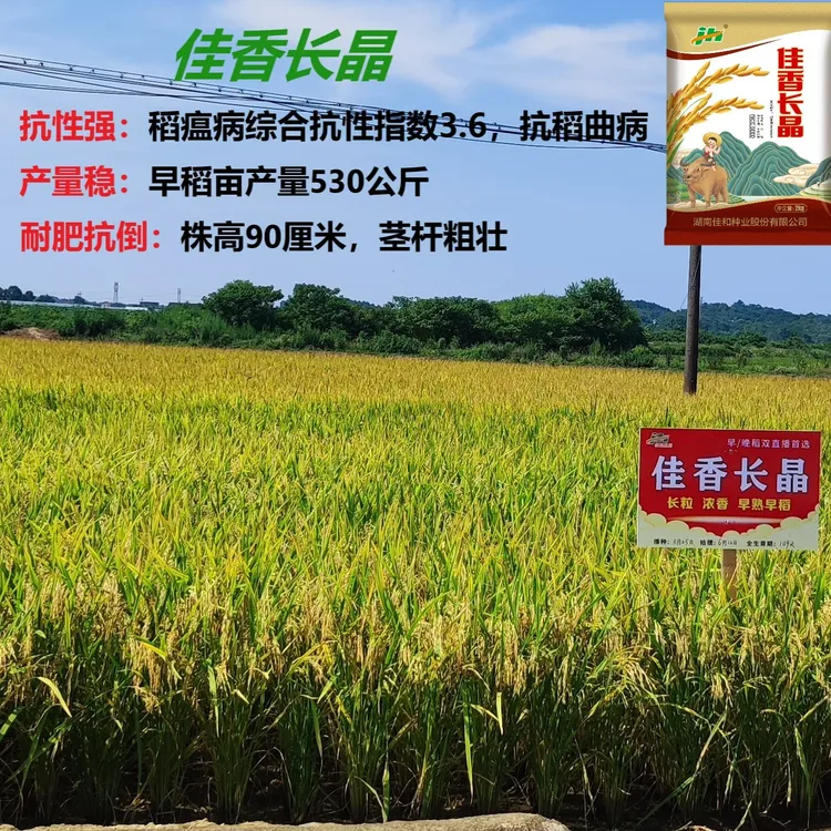常规早稻种子佳香长晶超长粒可留种香米早熟稻谷种子抗倒原装正品