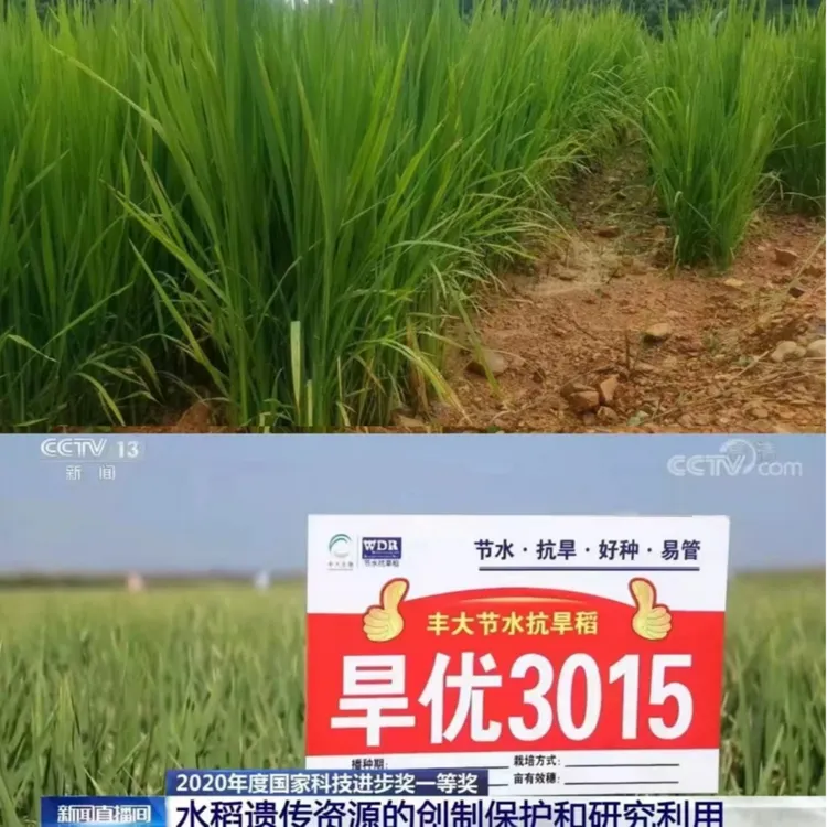 长粒杂交旱稻种子旱优3015节水抗旱稻晚稻中稻水稻种子原装正品新