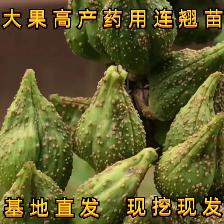 山西连翘苗 药用连翘苗 高产3号大果连翘苗 耐寒耐旱 当年结果