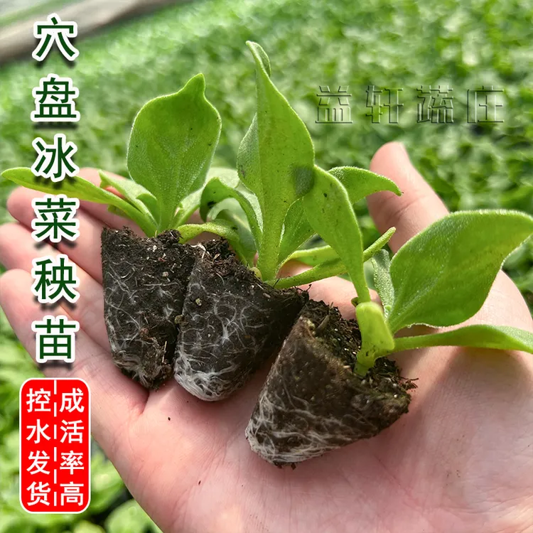 冰菜苗幼苗耐寒冰草菜苗四季盆栽水晶冰菜大苗秧苗带土沙拉菜