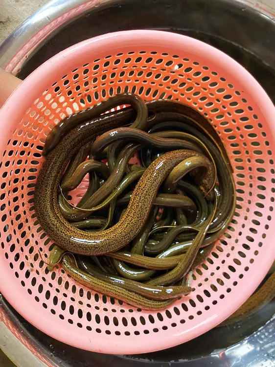 野生小黄鳝盘龙鳝土鳝鱼顺丰冷链包邮包活