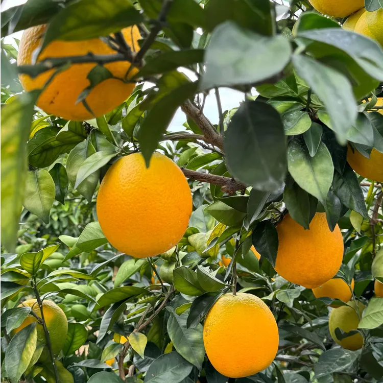 【京东快递】礼品江西特产赣南脐橙果园源产地现采现发精品江西橙子