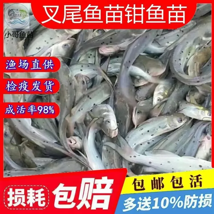 包活包邮 正宗斑点叉尾鮰鱼 清江鱼 鮰鱼苗 江团鱼苗渔场鲜活现发