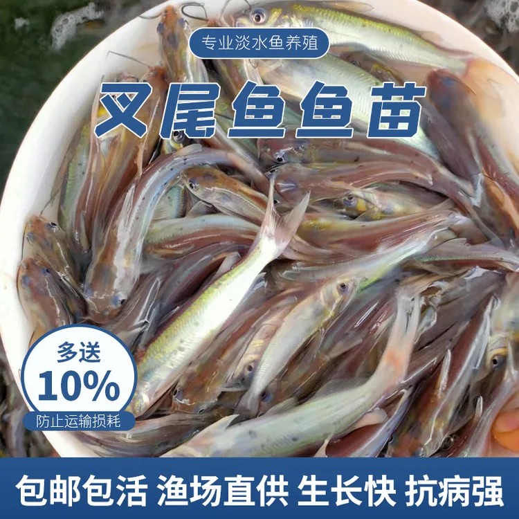 包活包邮 正宗斑点叉尾鮰鱼苗 芝麻鮰鱼 江团鱼苗 鲜活叉尾鱼苗