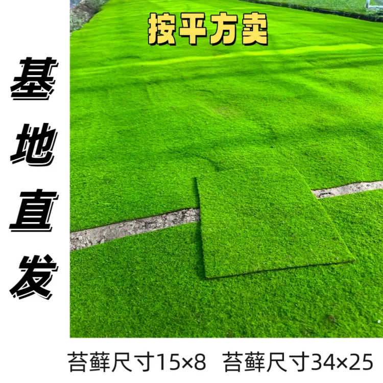 造景美观苔藓短绒苔藓微景观盆景苔藓铺面水陆缸庭院青苔苔藓