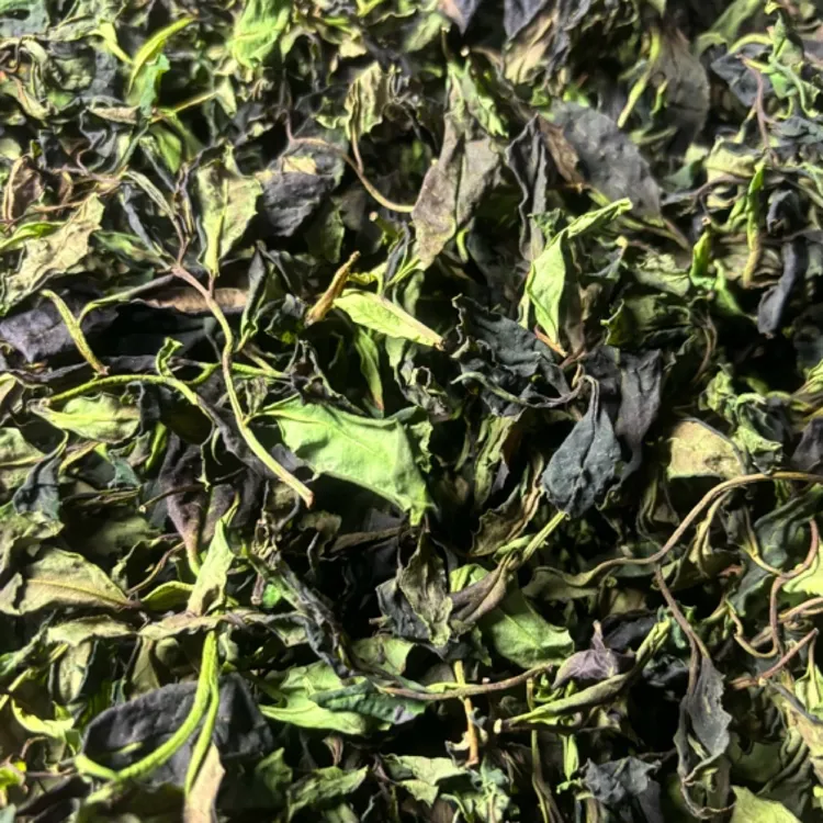 熊出没深山野生古树白茶
