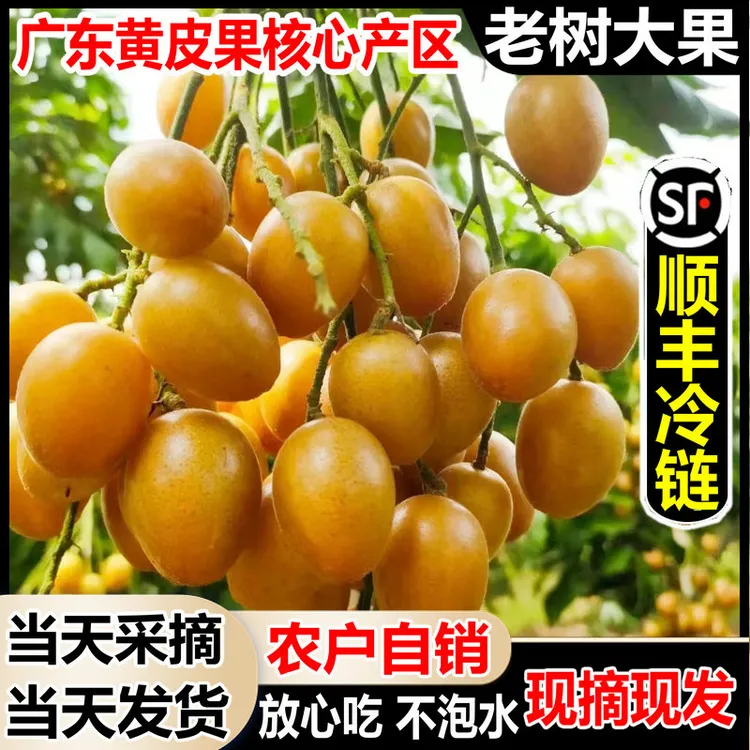 【顺丰速发】广东郁南鸡心黄皮果新鲜当季孕妇水果现摘酸甜无核黄皮