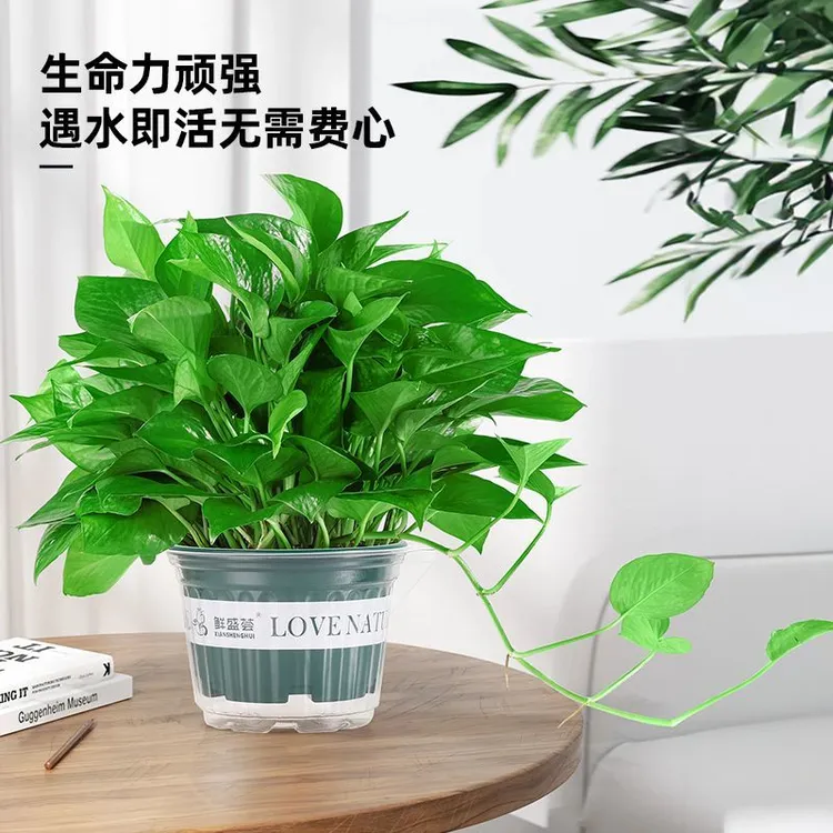 盆栽室内好养客厅水培绿萝花卉植物大叶长藤大盆绿箩除甲醛绿植