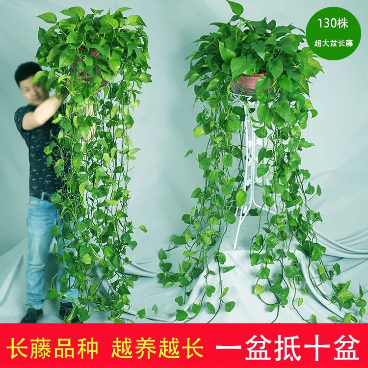 超长藤绿萝盆栽室内装饰大型绿植懒人盆栽摆设除甲醛吊藤水培土培