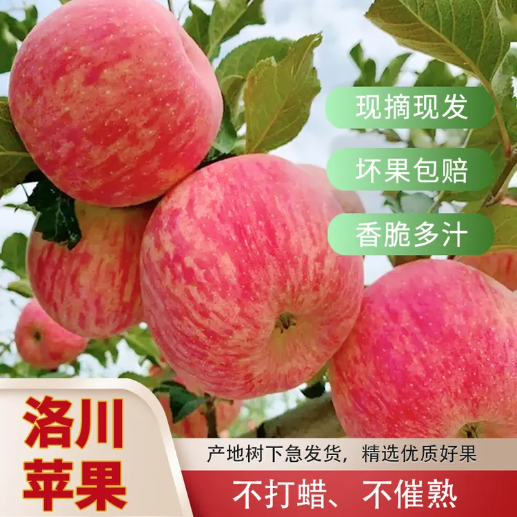 【品质保证】正宗陕西洛川苹果红富士苹果甜脆新鲜送礼水果5/10斤