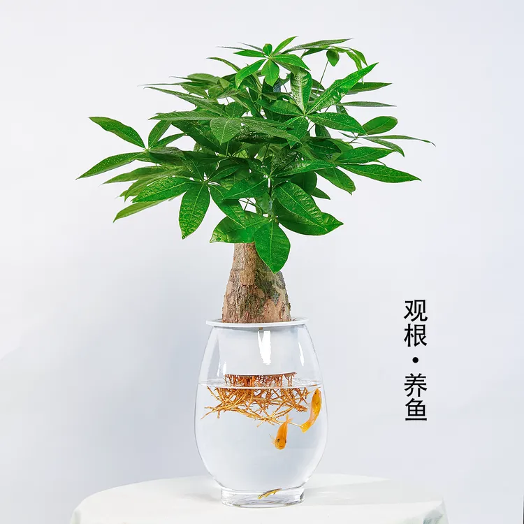 培5年发财树电视柜绿植玻璃养鱼室内发财树发财树水培发财树