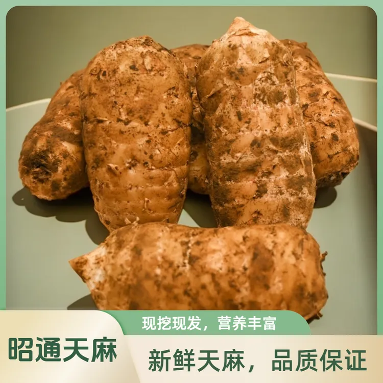 云南小草坝新鲜天麻林下仿野生种植 现挖现发保质保鲜顺丰包邮