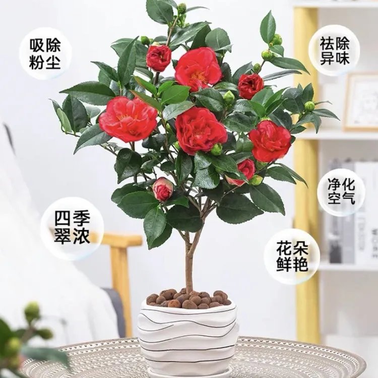 红赤丹茶花 红山茶花 红色花朵 带很多花苞 盆栽地栽都可以种植