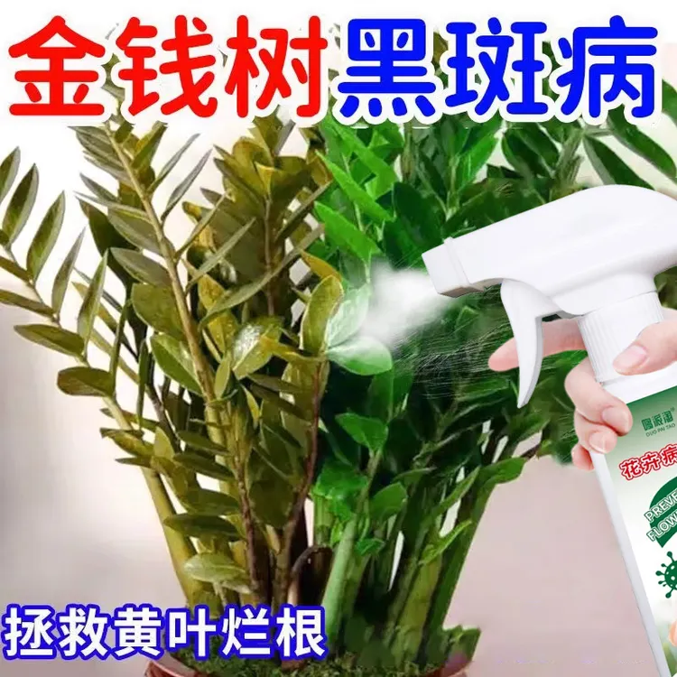 金钱树黑斑病专用黑叶黑杆褐斑炭疽枯萎烂根白粉病营养液四季肥料