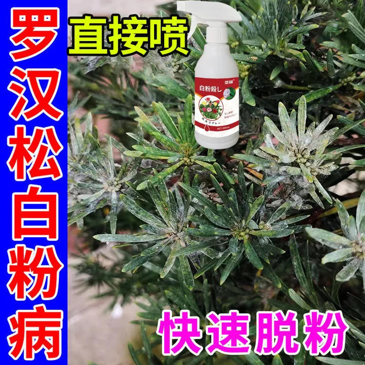 罗汉松白粉病专用除菌剂防白粉虱黑斑病黄叶病灰霉病罗汉松营养液