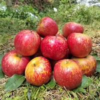 昭通冰糖心丑苹果脆甜多汁现摘现发高海拔丑苹果糖心苹果