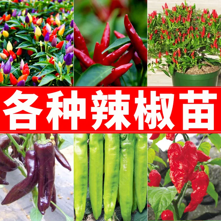 辣椒苗青椒苗幼秧苗七彩朝天椒小米辣盆栽蔬菜秧苗阳台庭院春季种