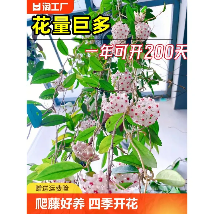 球兰花盆栽大苗垂吊铃兰带花四季开花卉室内爬藤绿植物吊兰多肉