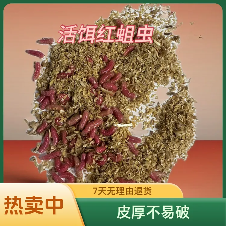 鲜活红蛆虫钓鱼饵料野钓鲫鱼鲤鱼腥味诱饵