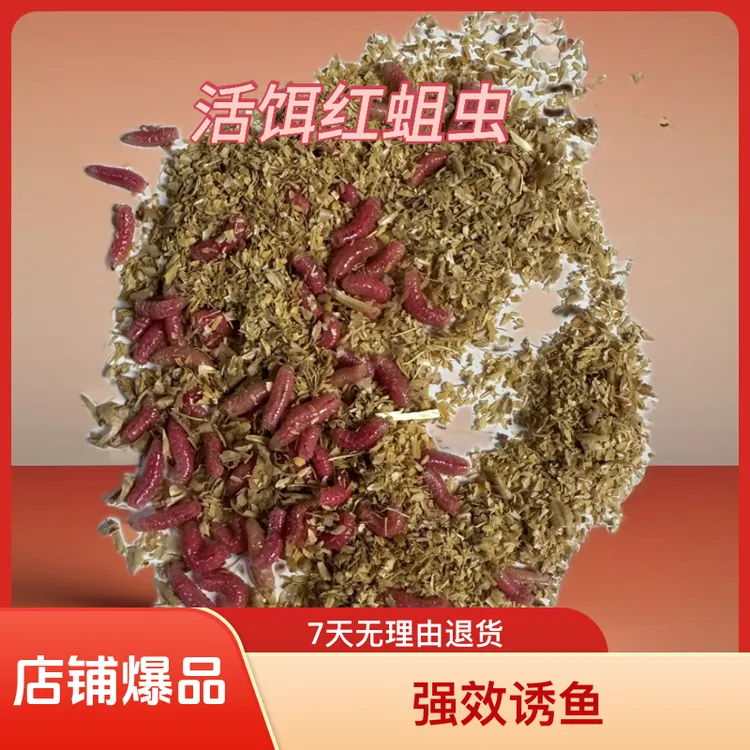 钓鱼鲜活红蛆虫野钓活虫饵料饱满溪流钓鱼饵