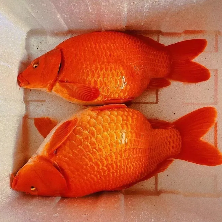 宠物观赏鱼大品种荷包红鲤鱼稻田红鲤鱼黑鲤鱼兴国红鲤鱼可食用