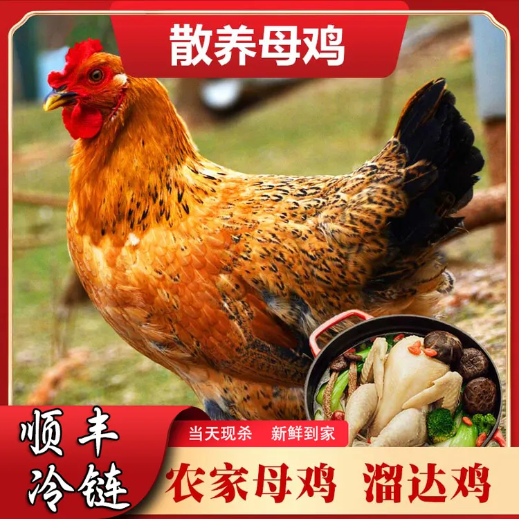 【买一送一】农村散养黄油老母鸡新鲜土鸡 顺丰冷链发货 净重5-6斤