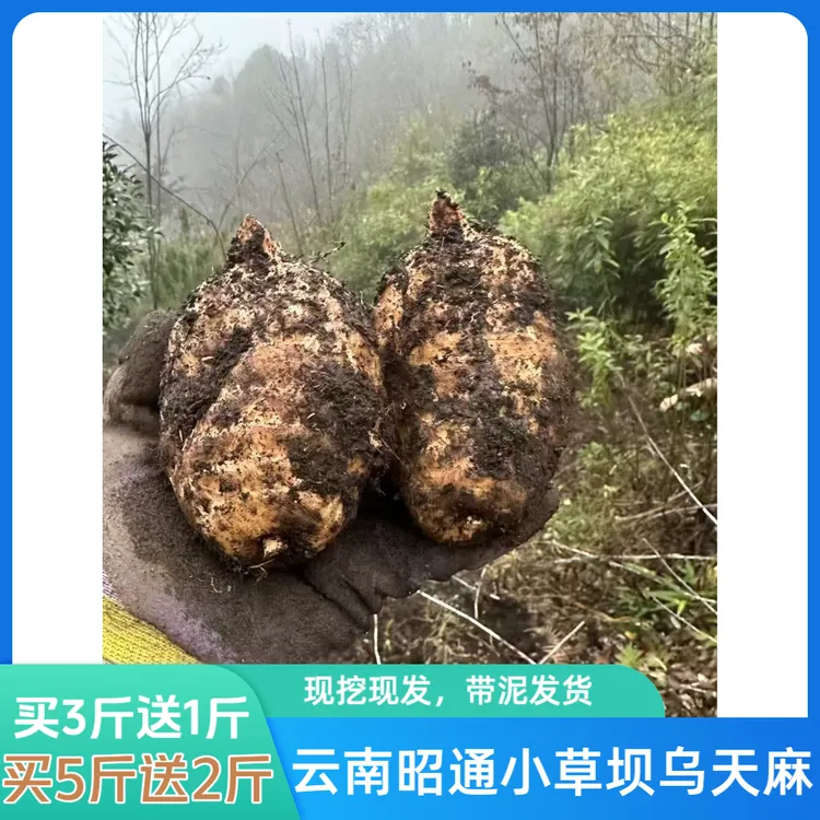 正宗云南小草坝乌天麻买3斤送1斤新鲜现挖现发带泥发货当季土特产