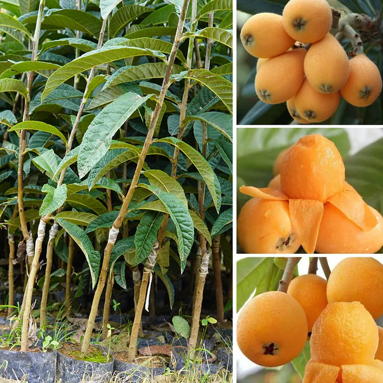 枇杷树苗白玉大五星早钟六号嫁接特大果苗盆栽地栽南北方庭院木苗