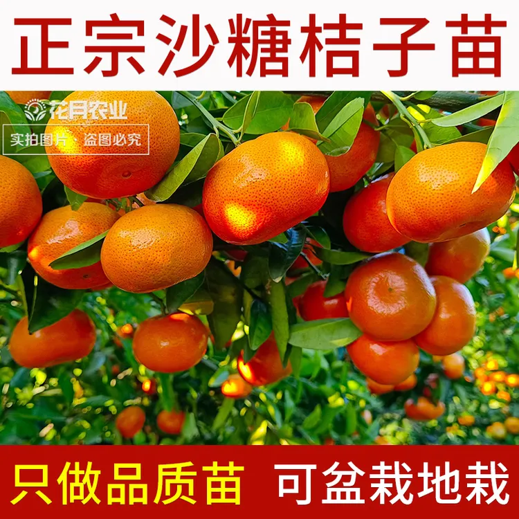 广西沙糖桔砂糖橘子苗果树嫁接当年结盆地栽庭院南北方种植金桔苗