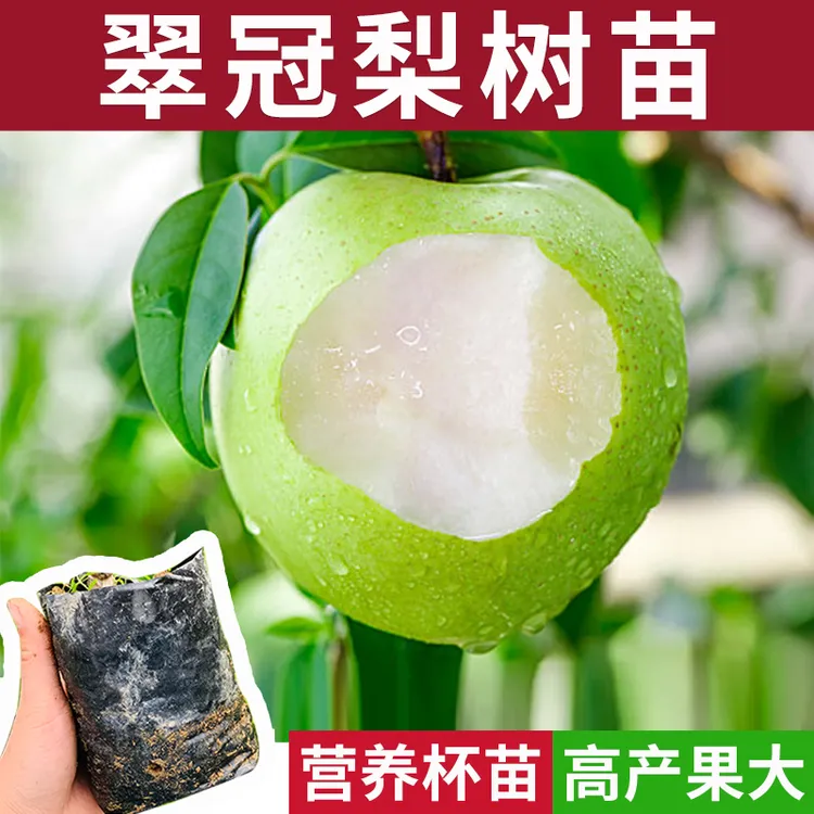 梨子果树苗翠冠梨嫁接梨子苗南北方种植早熟甜脆广西发货果树苗木