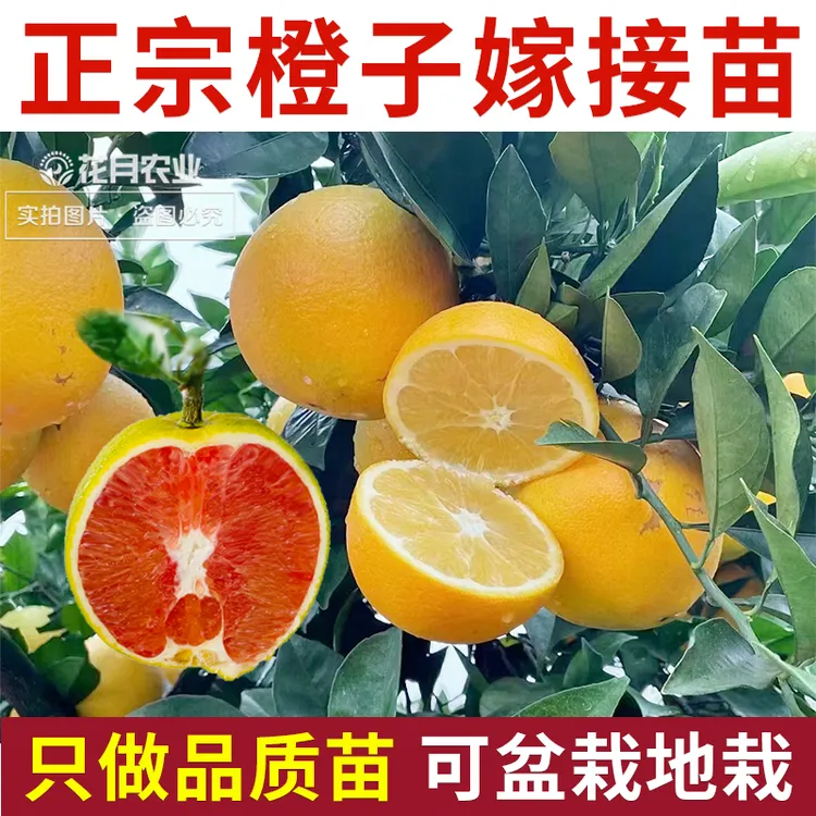 橙子树苗廉江红橙纽荷尔赣南脐橙血橙嫁接苗特大盆栽地栽阳台庭院