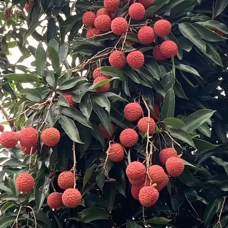 从化特产大红桂味