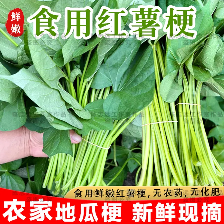 新鲜现摘农家自种红薯梗地瓜梗红苕梗茎番薯藤杆子老品种天然蔬菜