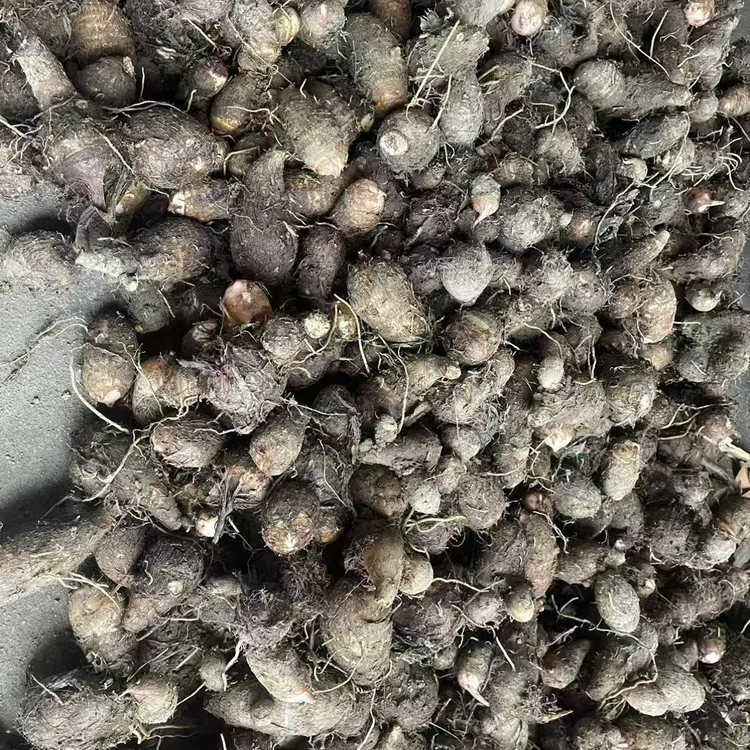 广丰农家红芽芋香甜软烂