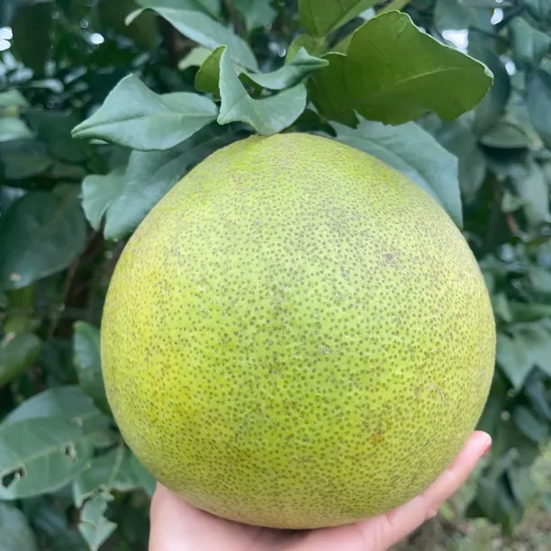 【双井柚子姐】上饶广丰马家柚又黑又丑又好吃，没包纸青皮马家柚