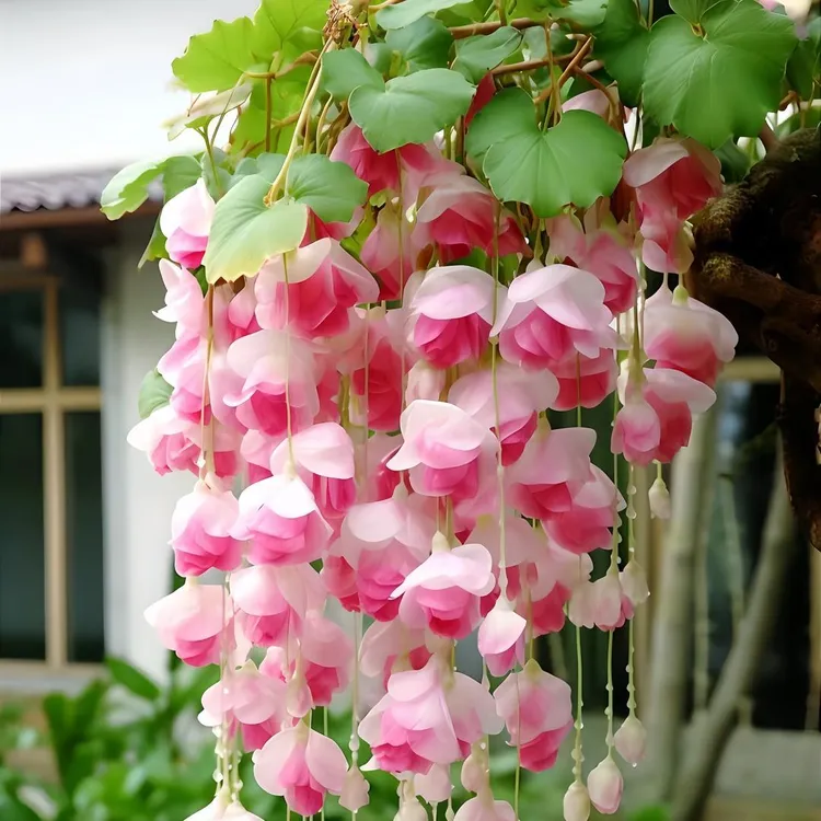 垂丝海棠吊兰绿植盆栽室内庭院景观植物花卉耐热耐寒好养四季开花