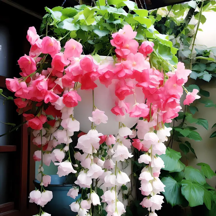 垂丝海棠吊兰绿植盆栽室内庭院景观植物花卉耐热好养四季开花