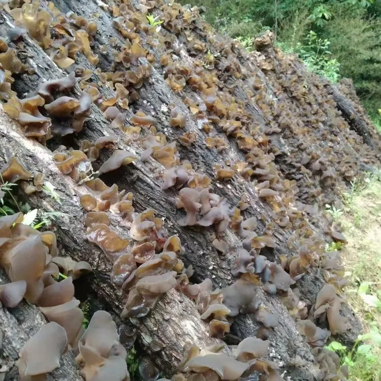 《椴木木耳》长白山椴木木耳干货软糯肉厚木香干燥