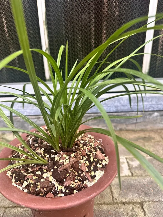 兰花--直播间拍品链接（一物一拍）