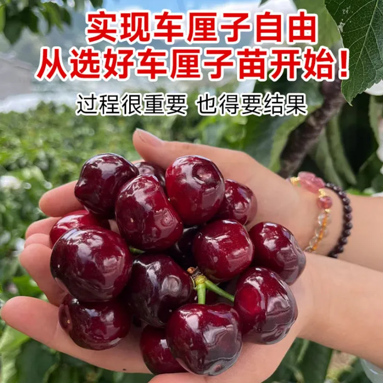 正品车厘子树苗大樱桃树南方北方庭院盆栽地栽种植特大樱桃苗果树