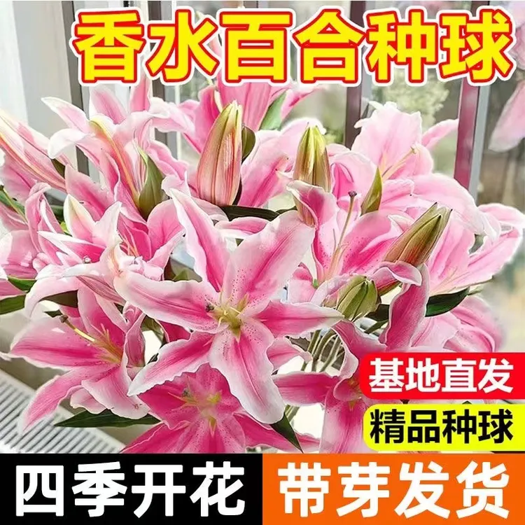 香水百合种球四季花卉好养易活盆栽室内花植物种子浓香百合花种球